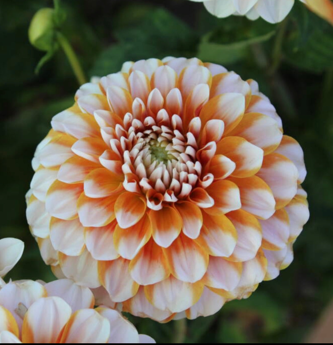 Tangerine Dream Dahlia