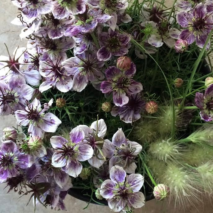Nigella Delt Blue - 6 Pack