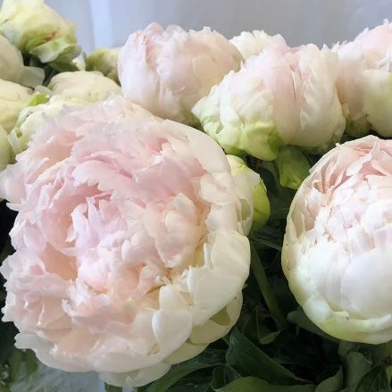 Peony Brother Chuck
