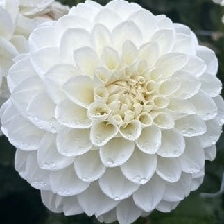 Dahlia 'Mt Hood Dahlia'