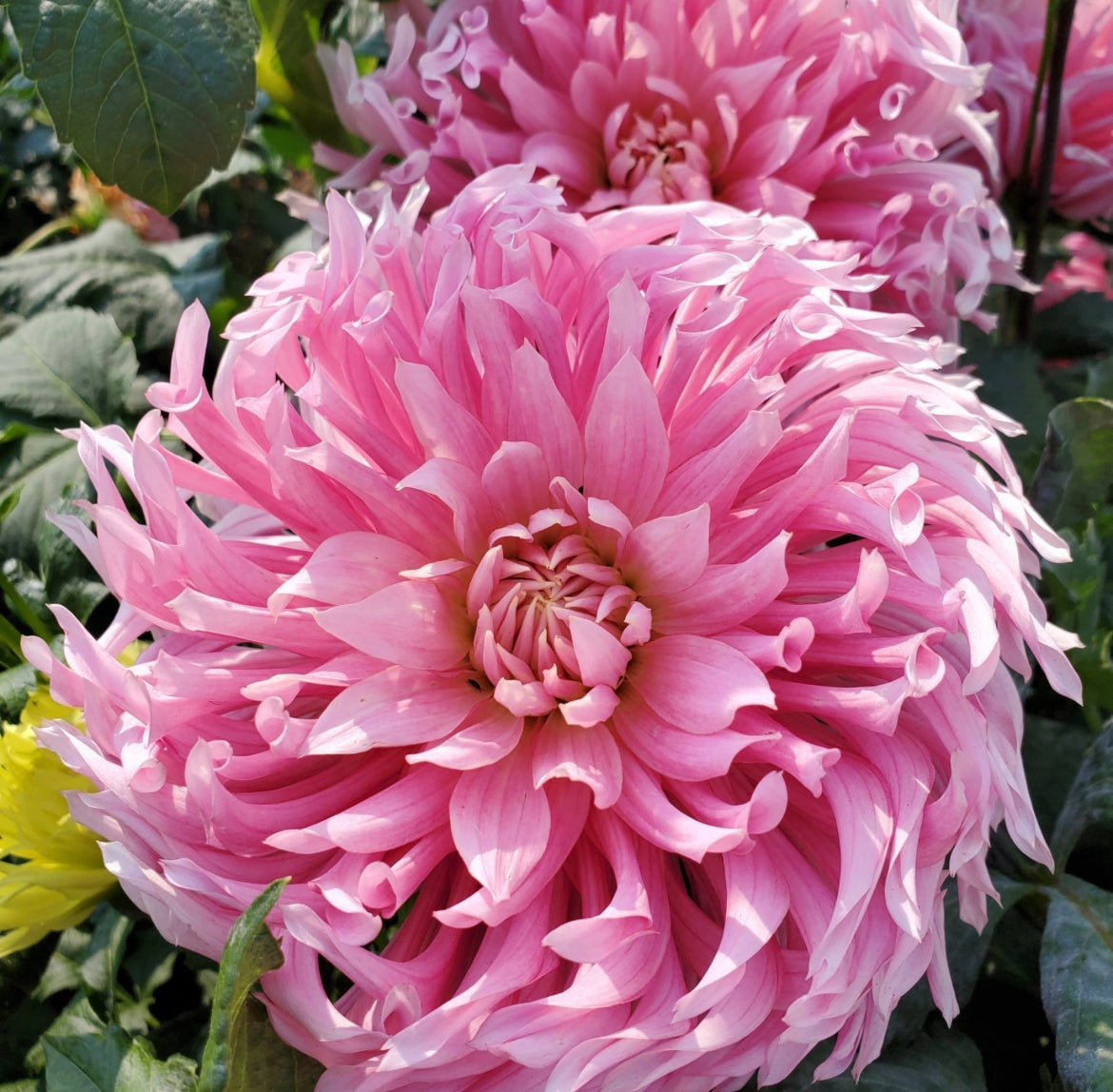 Hollyhill Cotton Candy Dahlia