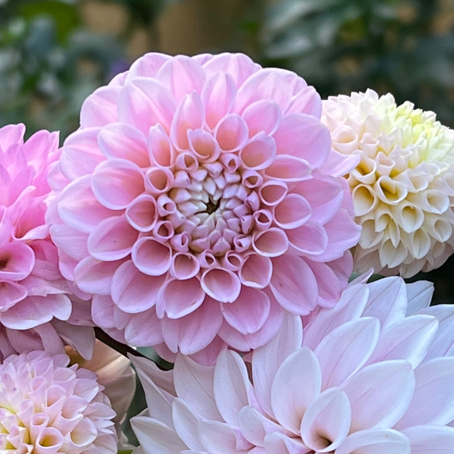 Dahlia 'Wizard of Oz Dahlia'