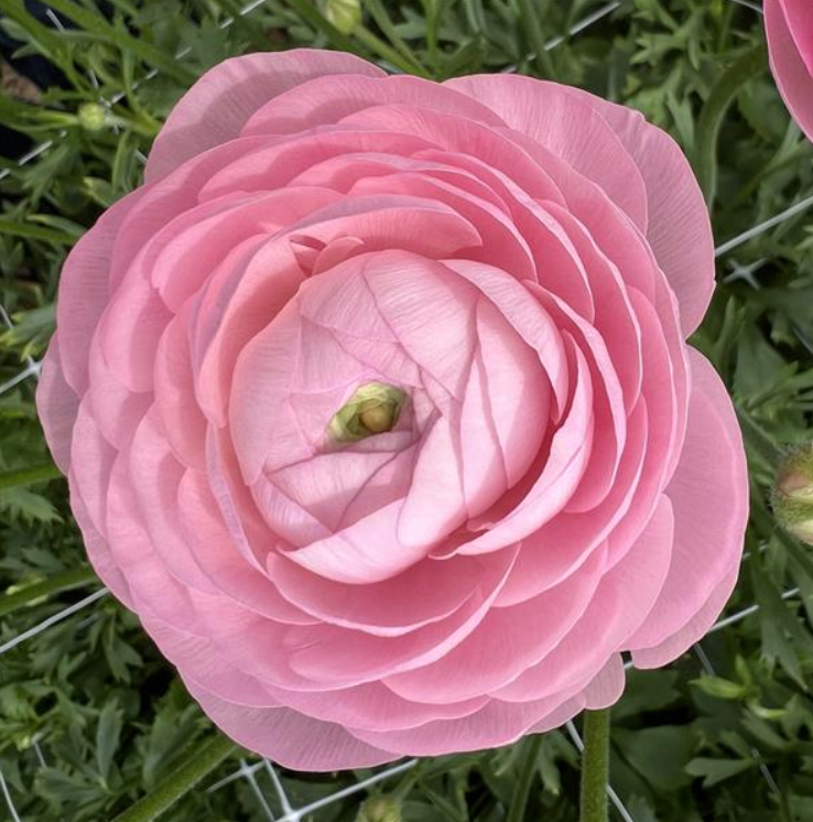 Ranunculus Half Clone Marshmallow - 10 Pack