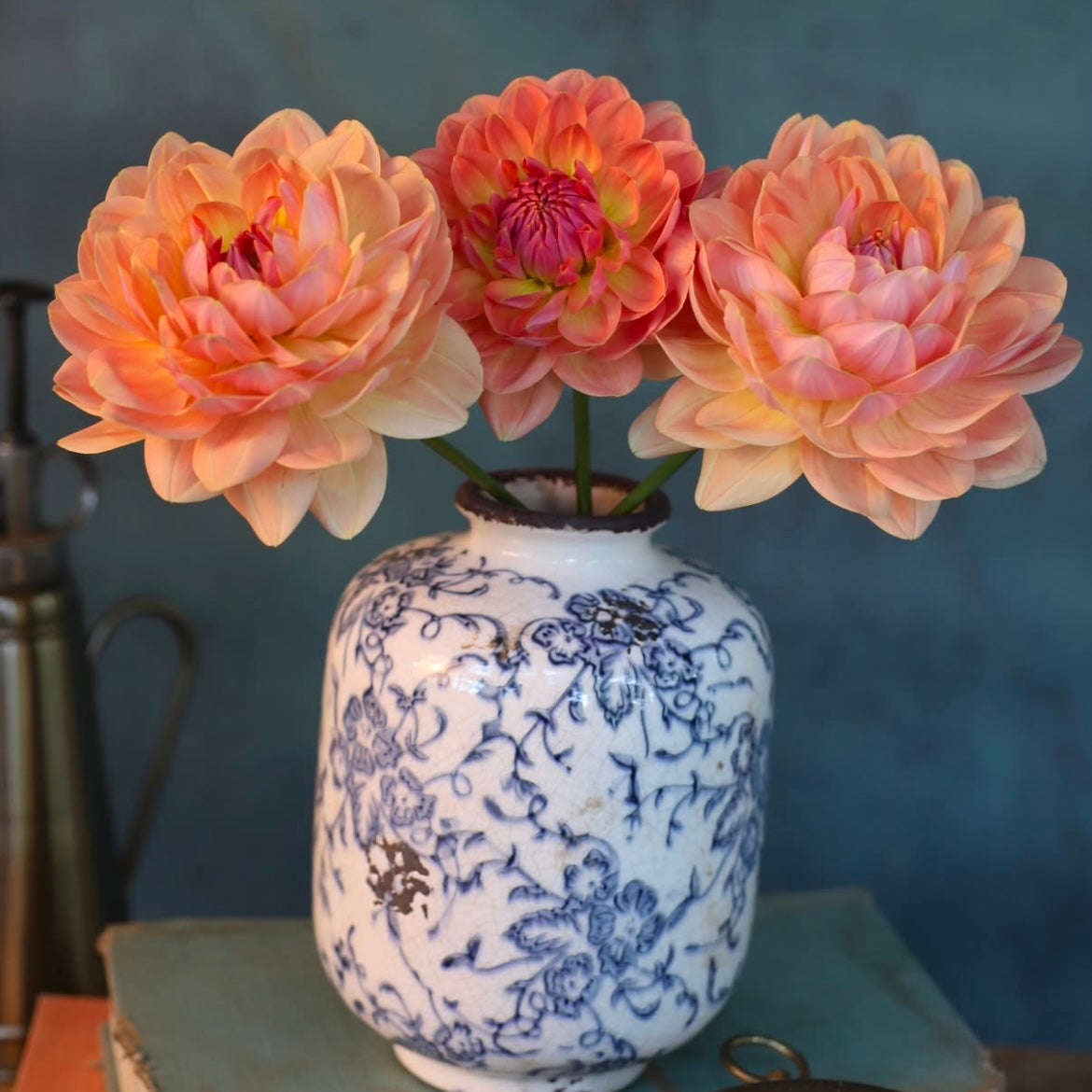 Dahlia 'Fawn' - Spring Shipped