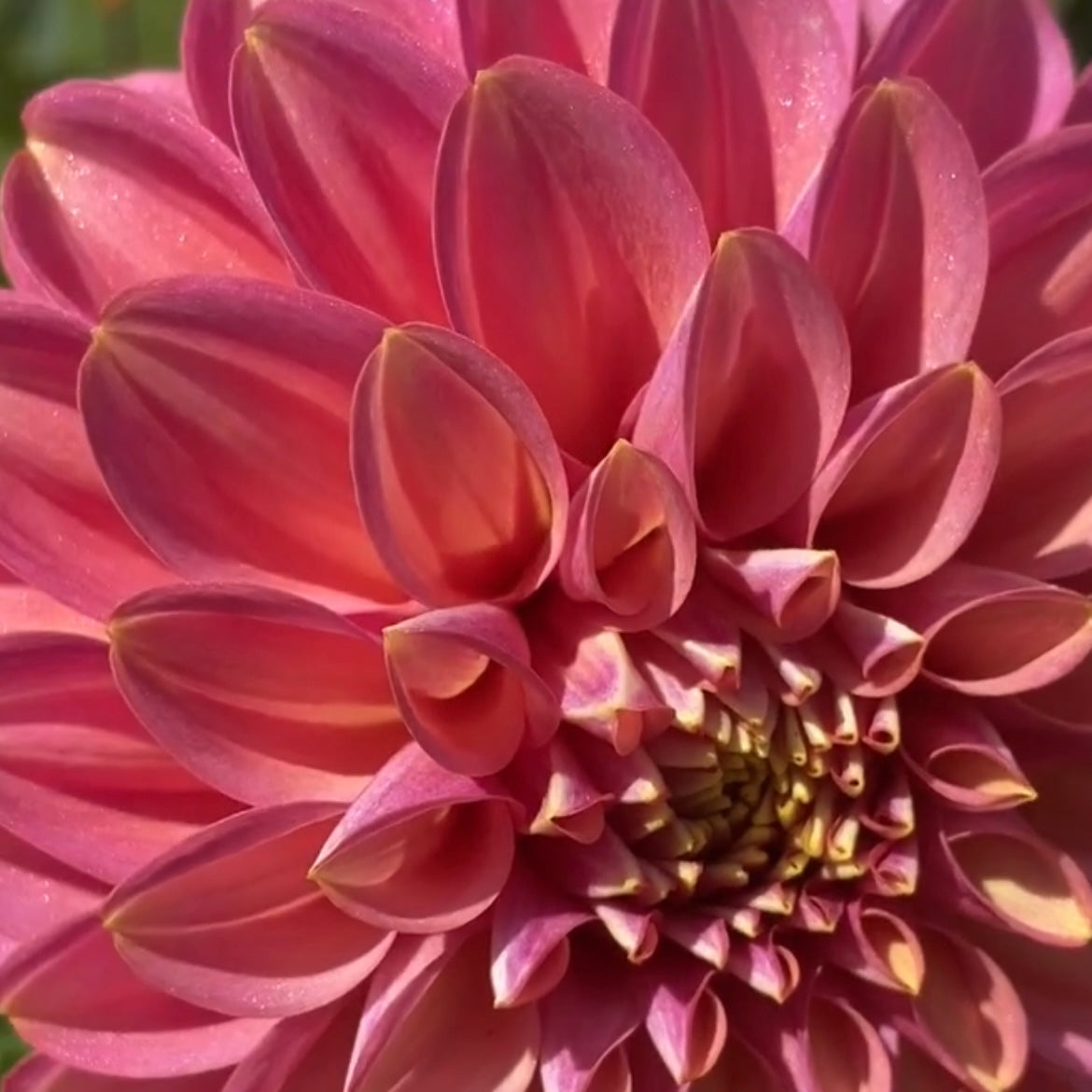 Dahlia 'Milena Fleur' - Waterlily (1 tuber)