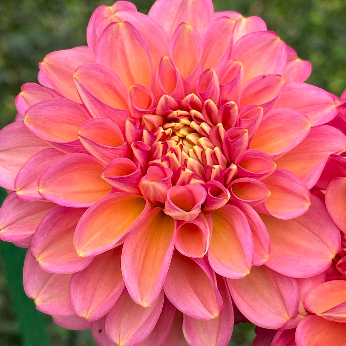 Dahlia 'Milena Fleur' - Waterlily (1 tuber)