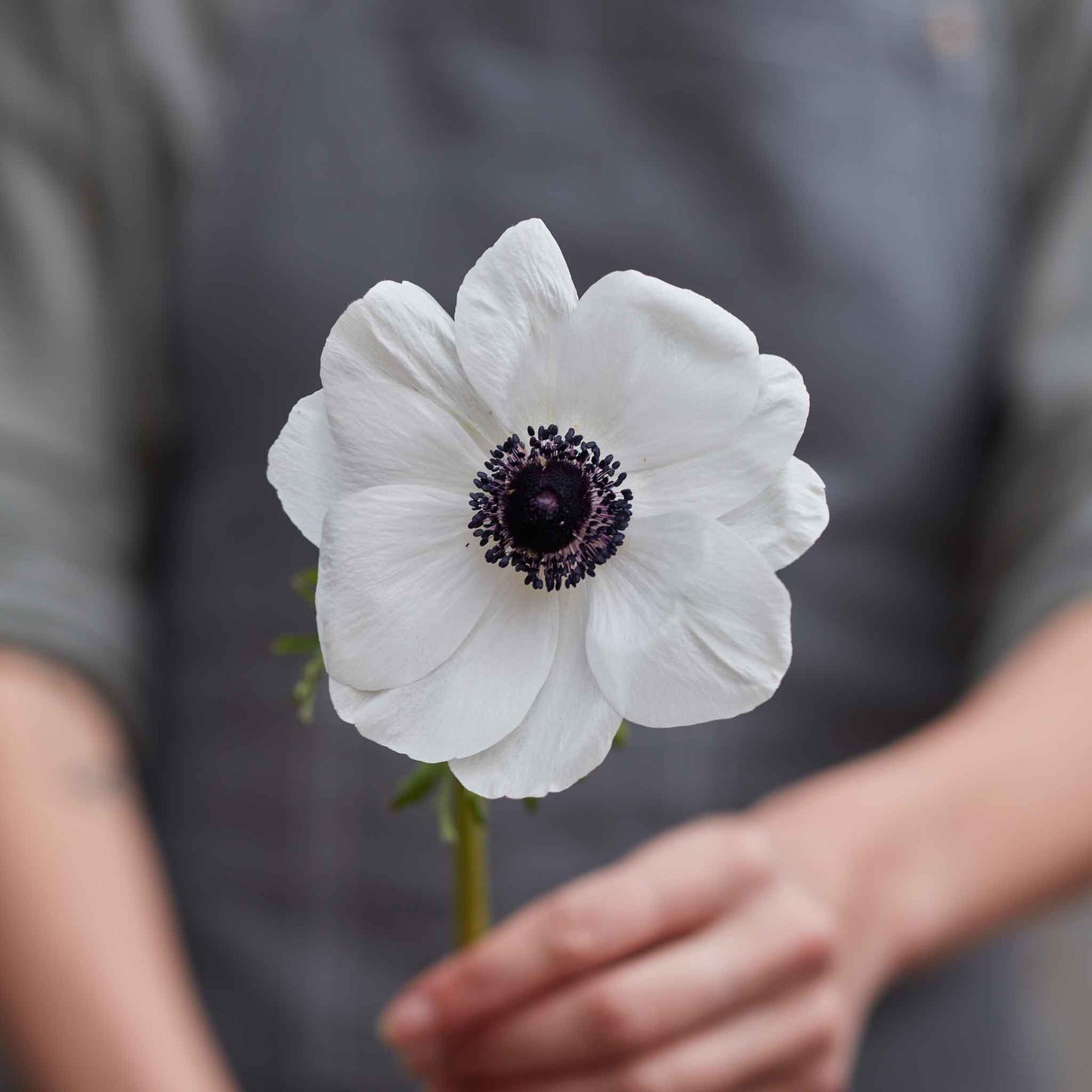 Anemone Mistral Plus Panda