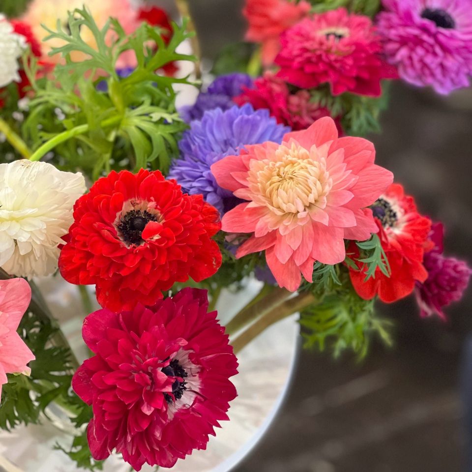 Anemone Mistral Levante Mix