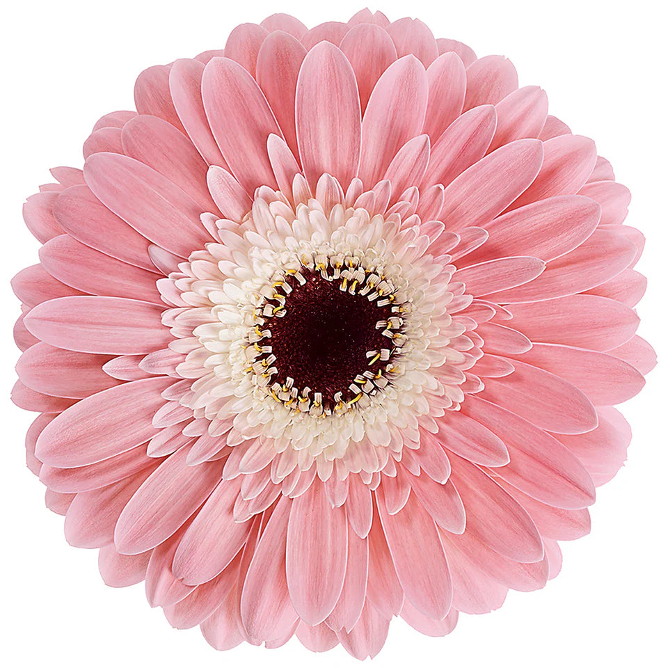 Week 18 | Gerbera Standard Diabolo