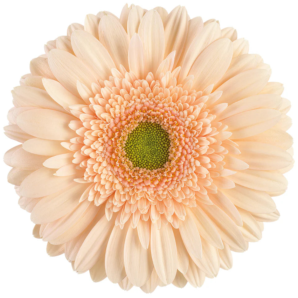 Week 18 | Gerbera Standard Noblesse