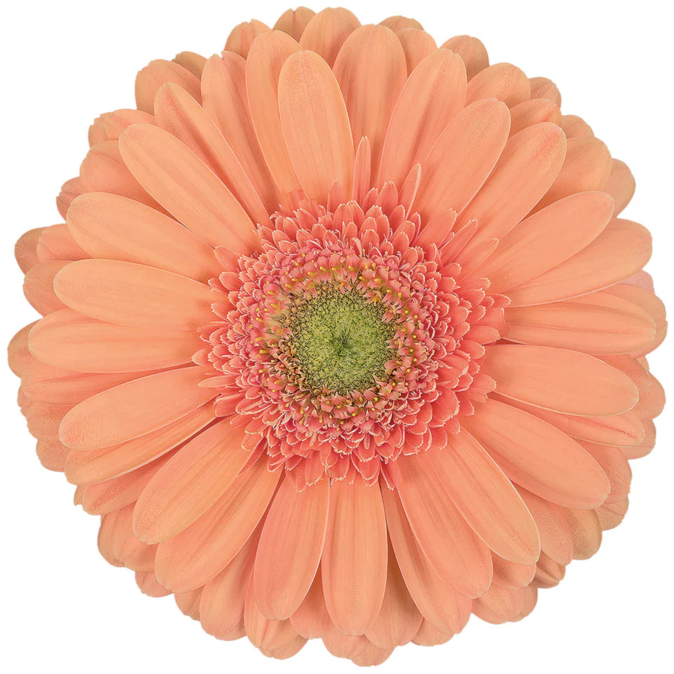Week 18 | Gerbera Standard Avignon