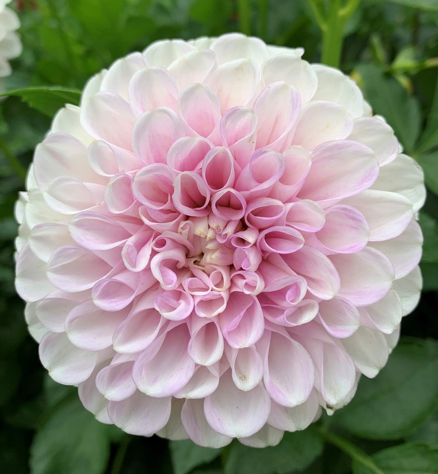 Snoho Sonia Dahlia Tuber