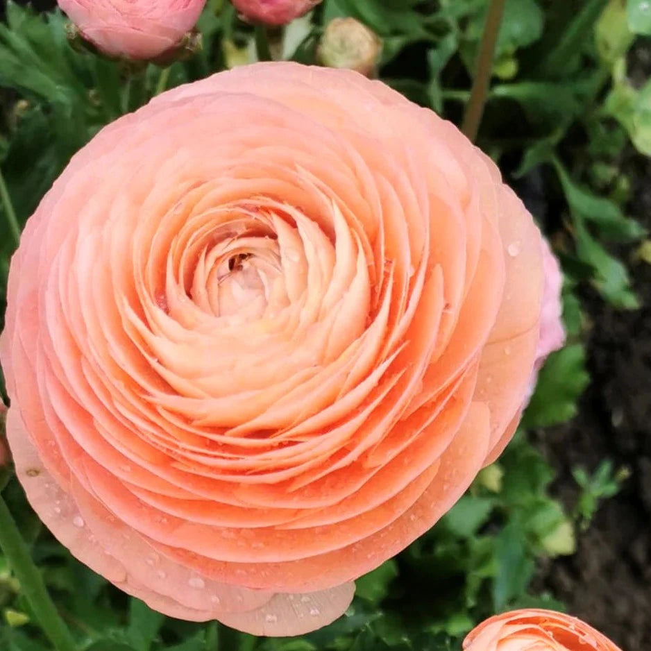 Ranunculus Elegance Salmone 06