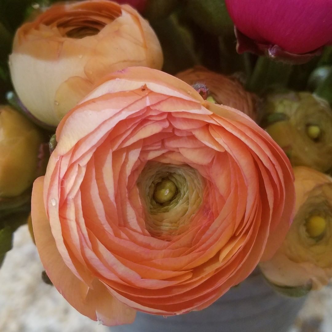 Ranunculus Elegance Salmone 06