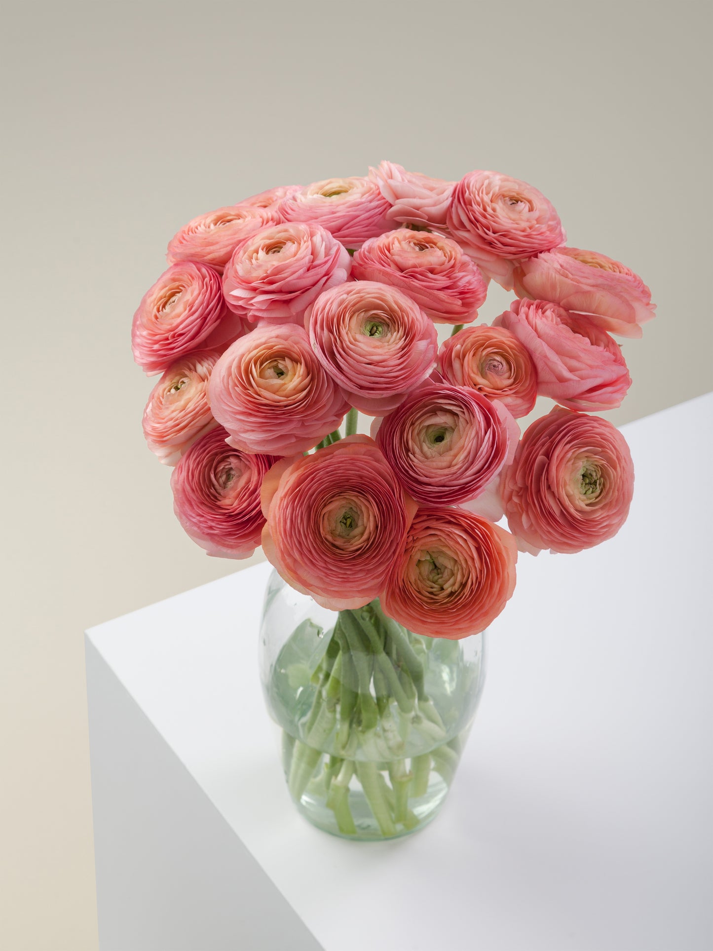 Ranunculus Elegance Salmone 605A