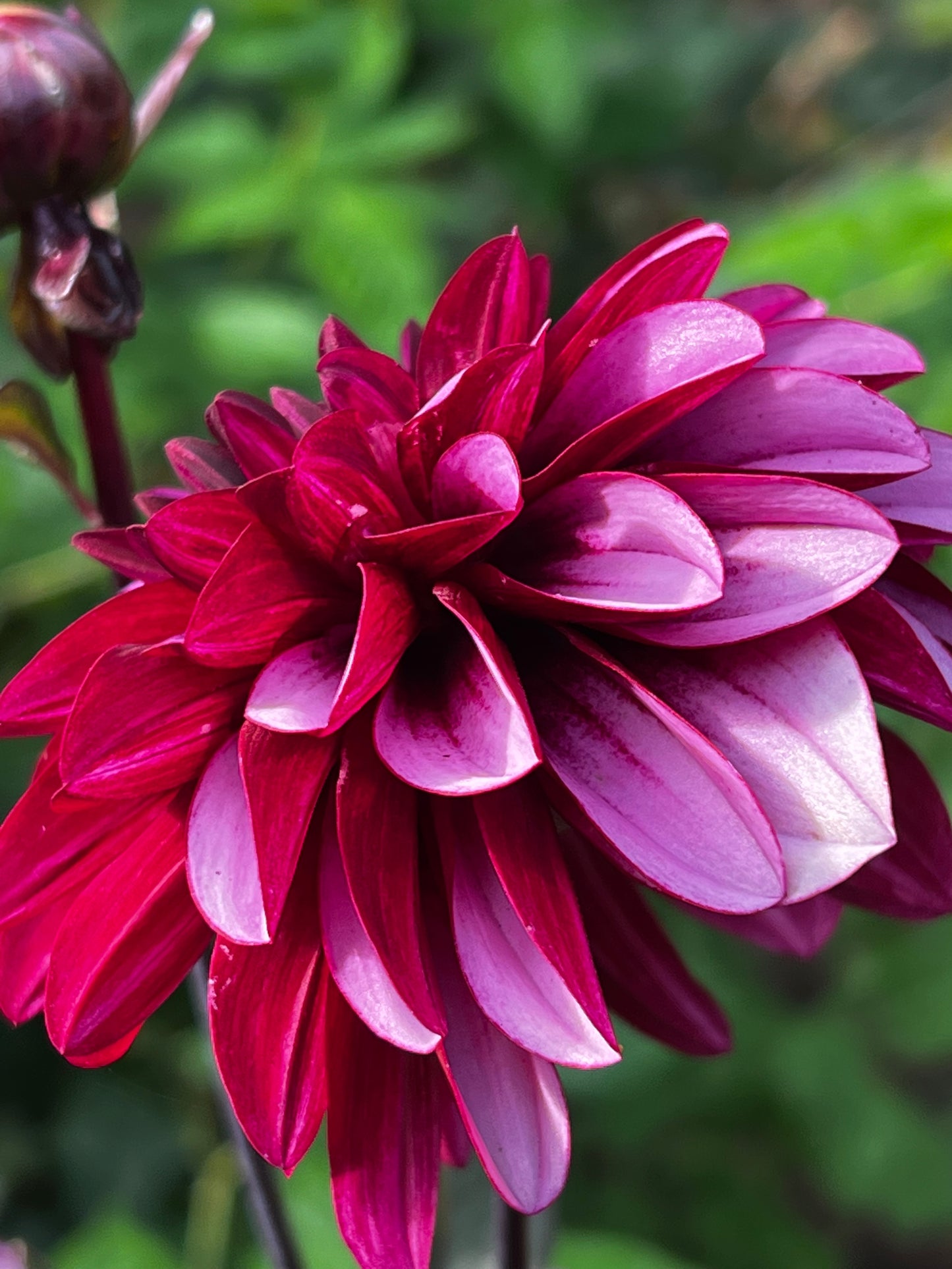 Melissa Anna Marijke Dahlia Tuber