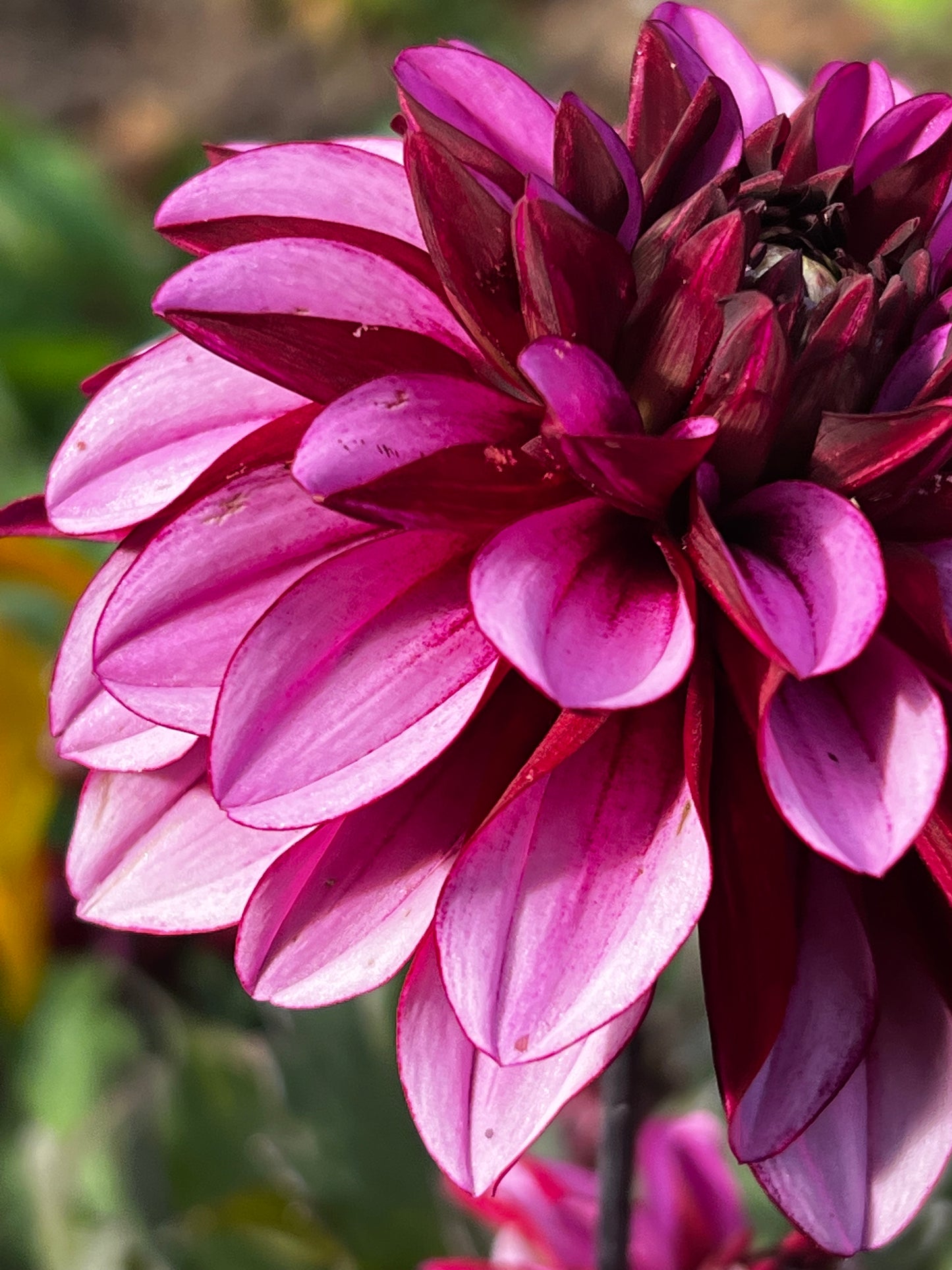 Melissa Anna Marijke Dahlia Tuber