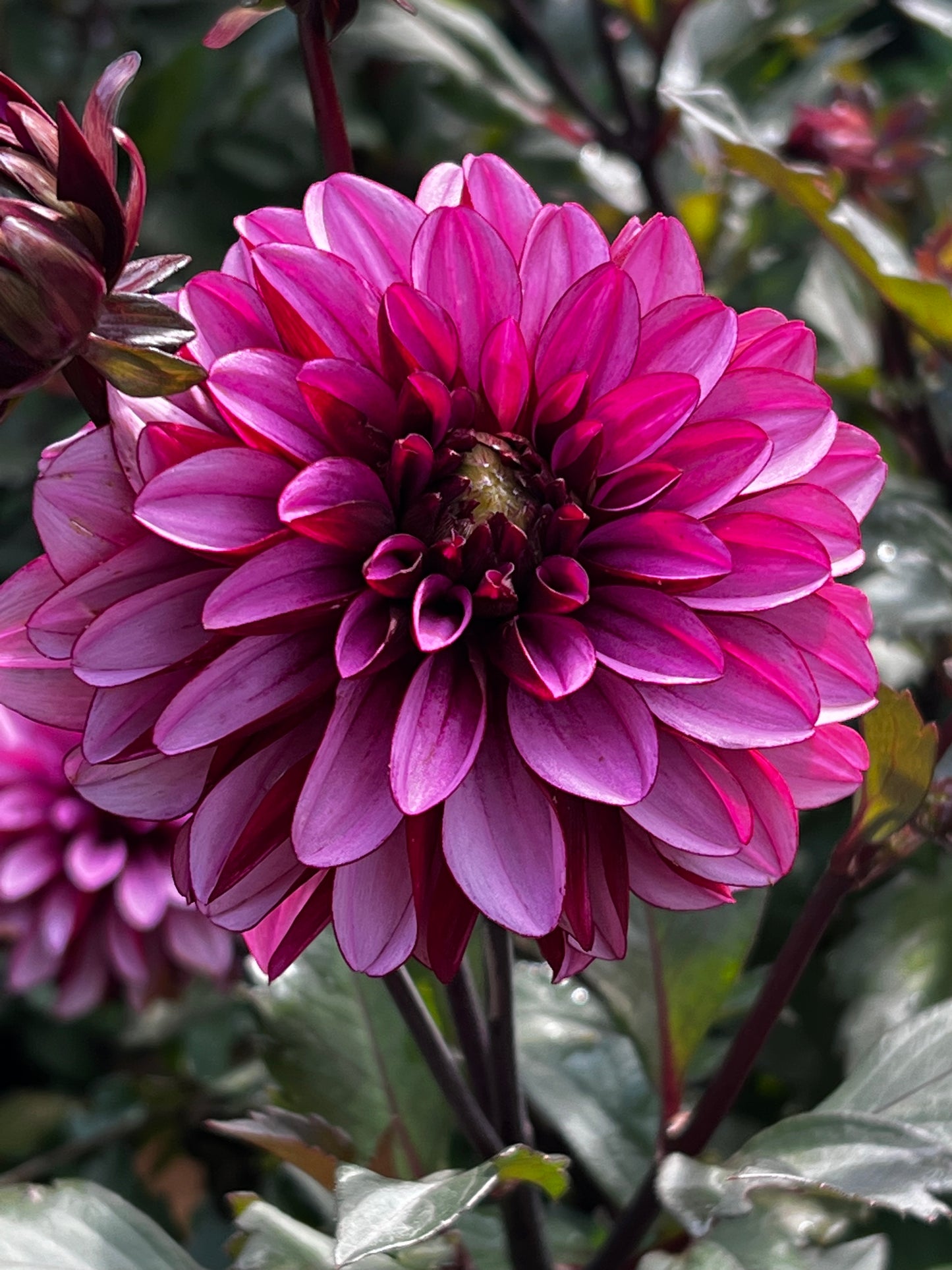Melissa Anna Marijke Dahlia Tuber