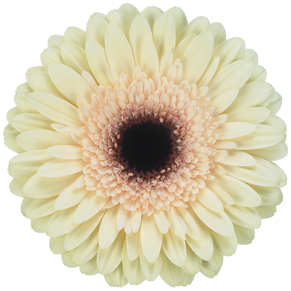 Week 18 | Gerbera Standard Eclair