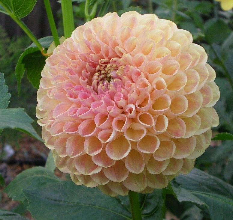 Blyton Softer Gleam Dahlia
