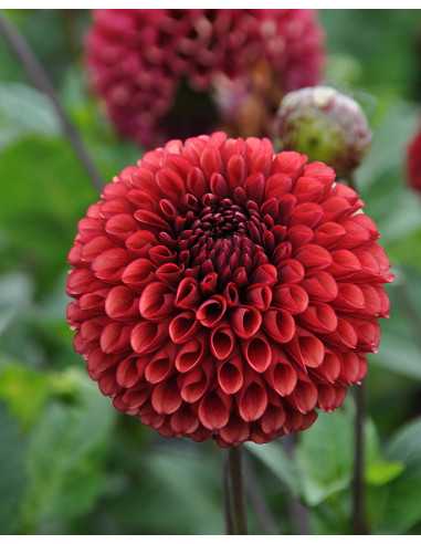 Copper Boy Dahlia