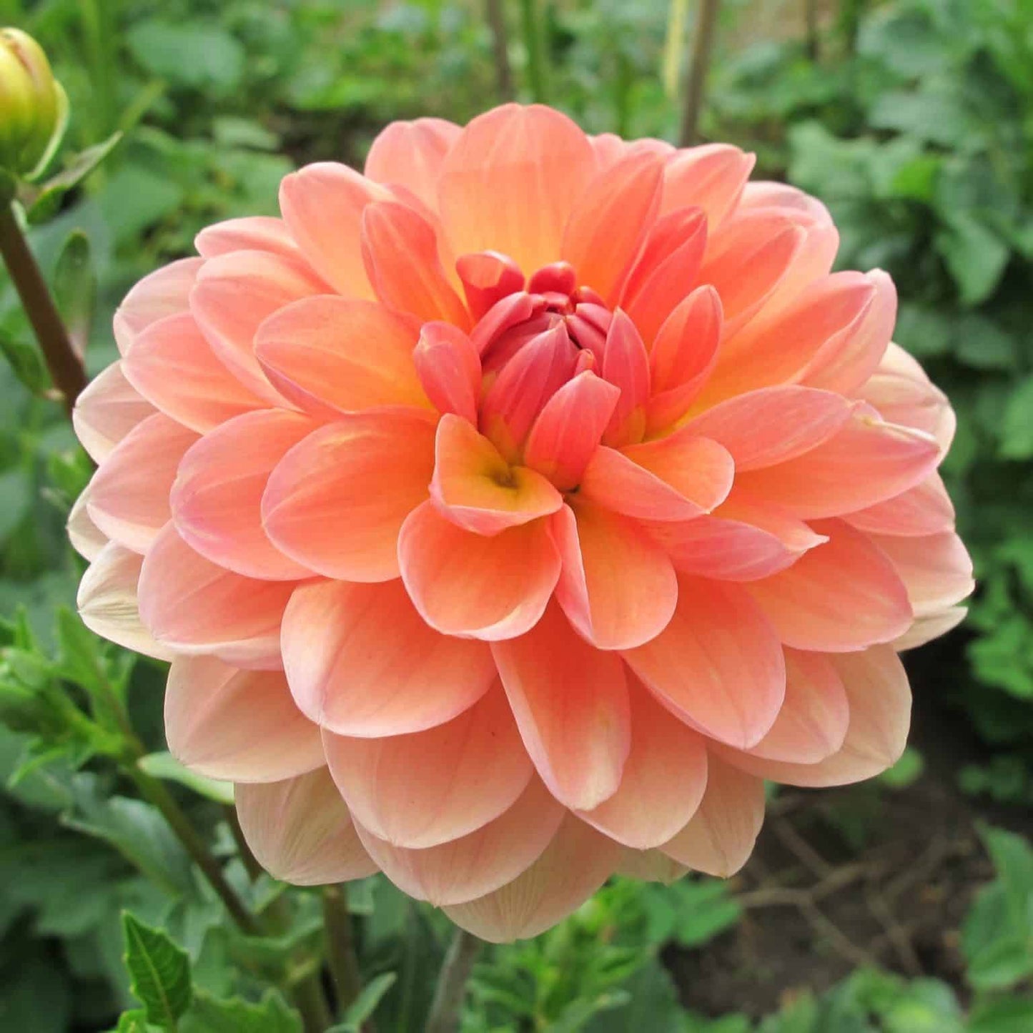 Dahlia 'Yelno Harmony'