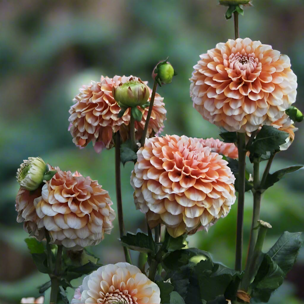Dahlia 'Tangerine Dream'
