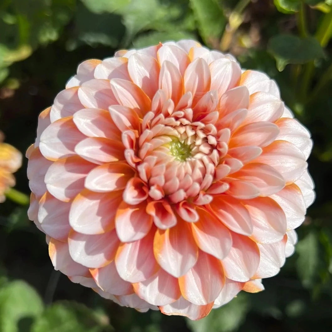 Tangerine Dream Dahlia