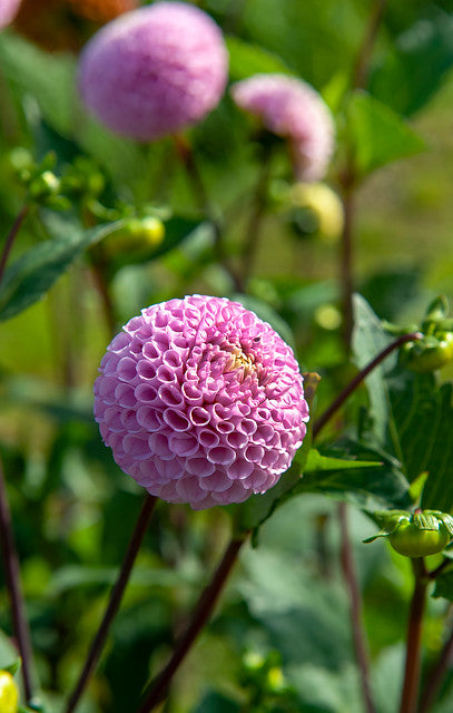 Maaike Dahlia