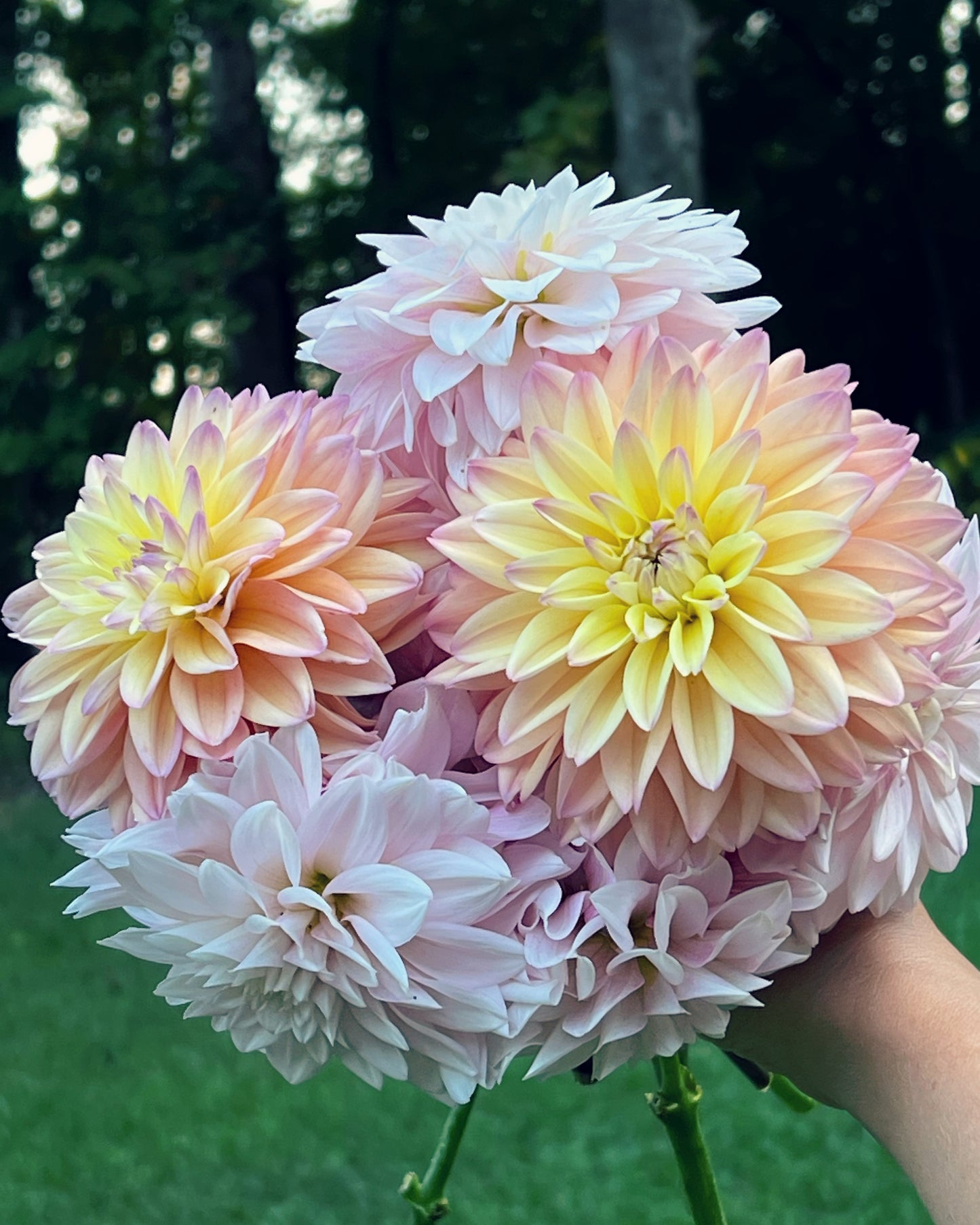 Mondriaan Dahlia