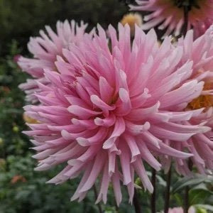 Hollyhill Cotton Candy Dahlia