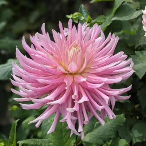 Hollyhill Cotton Candy Dahlia