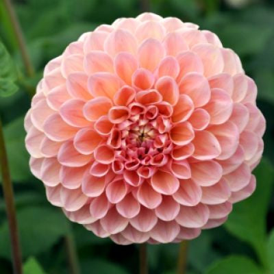Daisy Duke Dahlia
