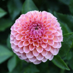 Daisy Duke Dahlia