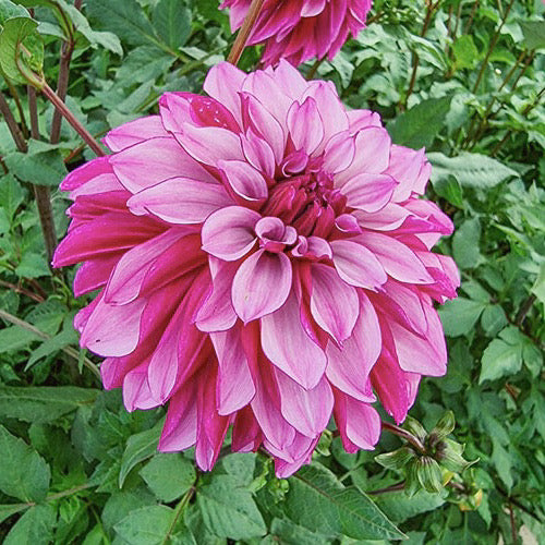Cranberry Classic Border Dahlia
