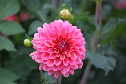 Salmon Runner Dahlia
