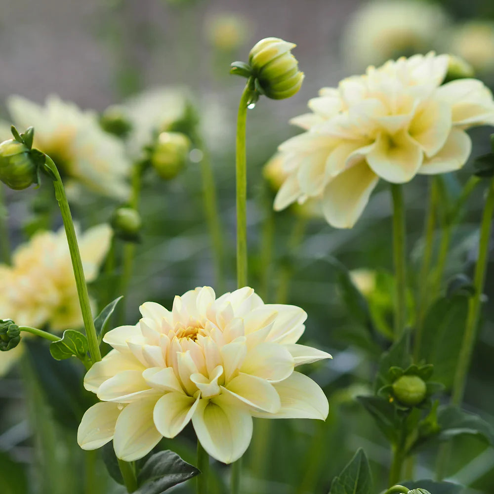 Dahlia 'Caramel Antique' - Fall Shipped