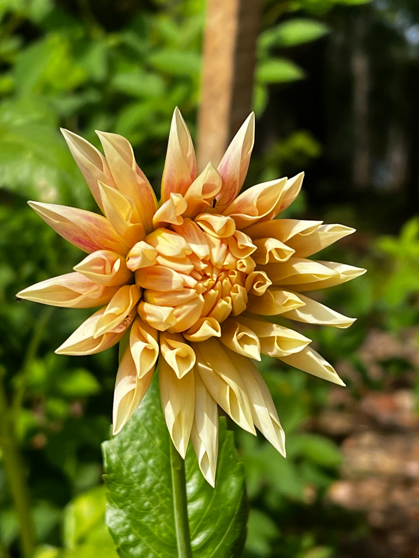 Cafe De Paris Dahlia