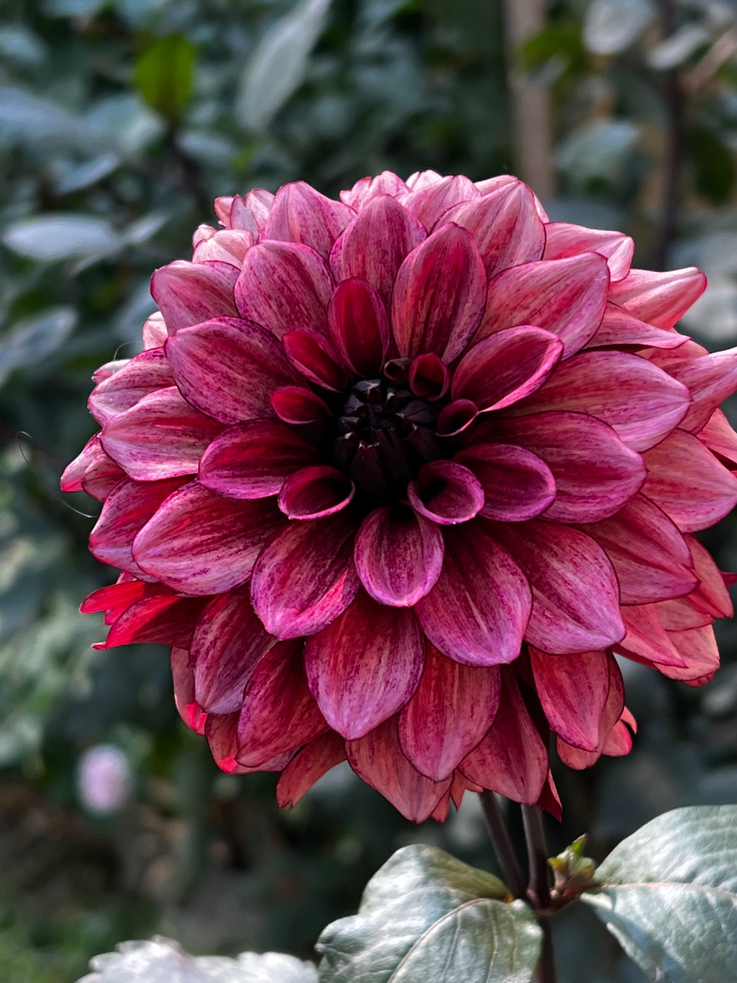 Dahlia 'Night Silence' - Informal Decorative