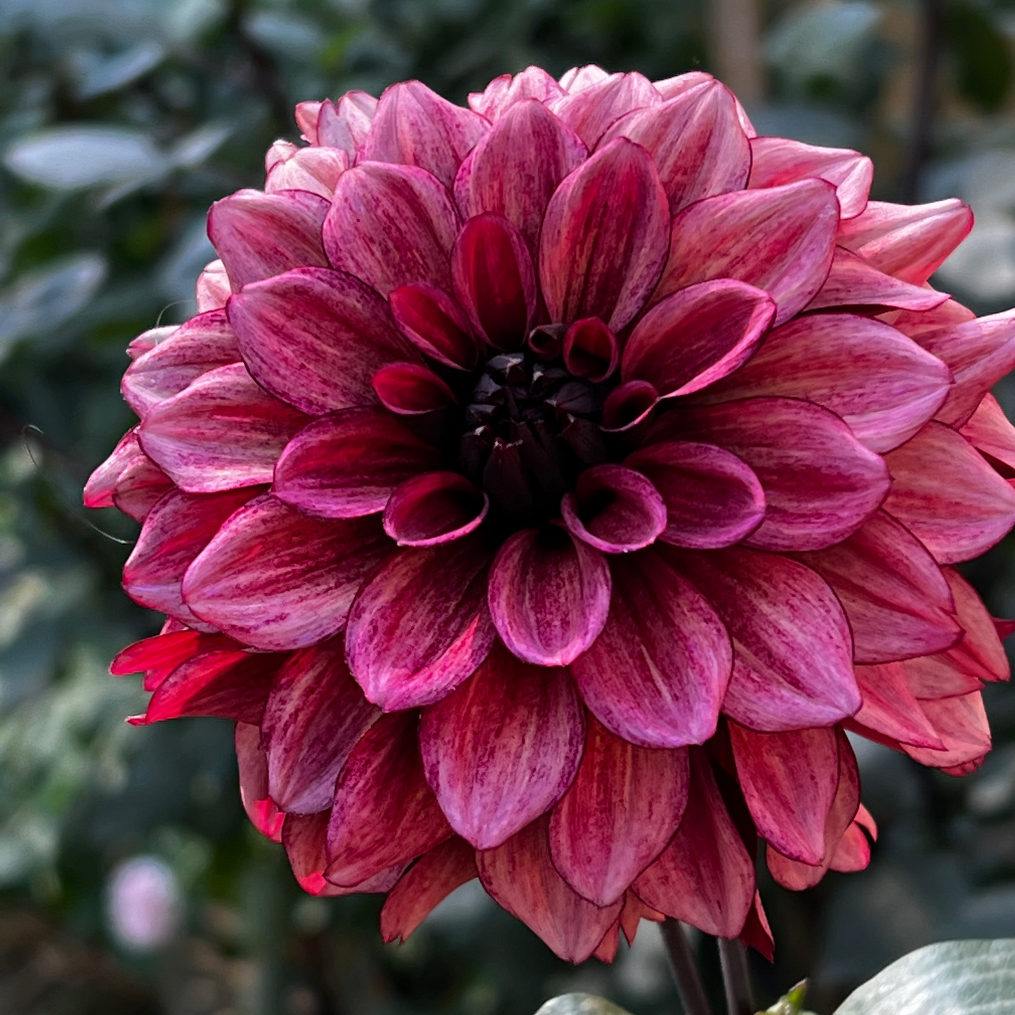 Dahlia 'Night Silence'