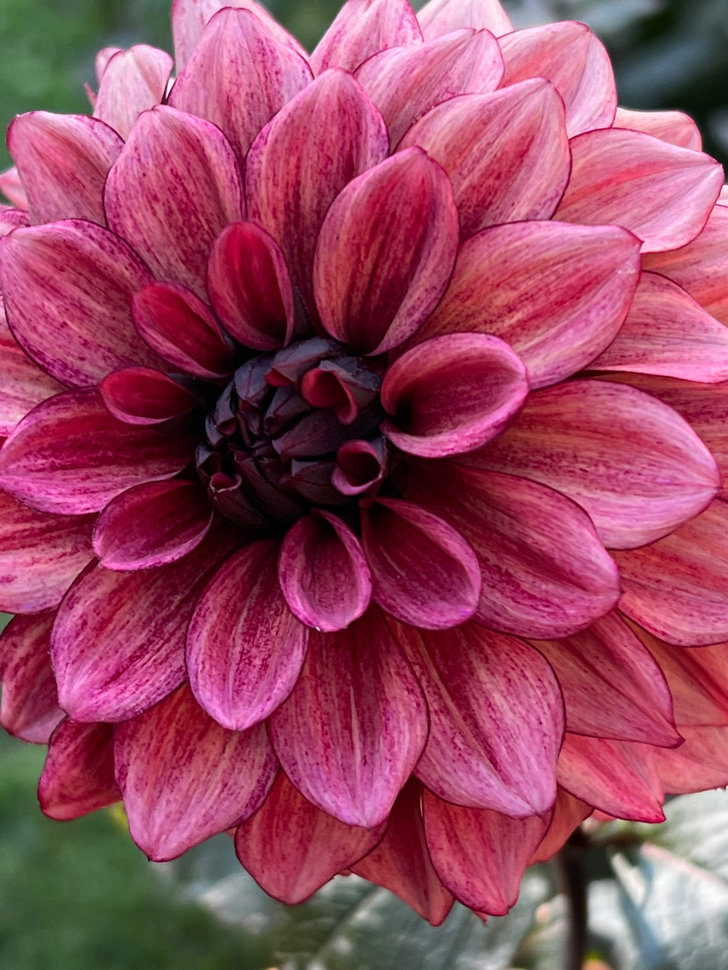 Dahlia 'Night Silence' - Informal Decorative