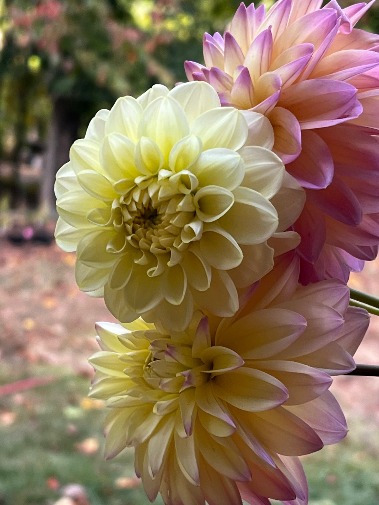 Dahlia 'Caramel Antique' - Fall Shipped