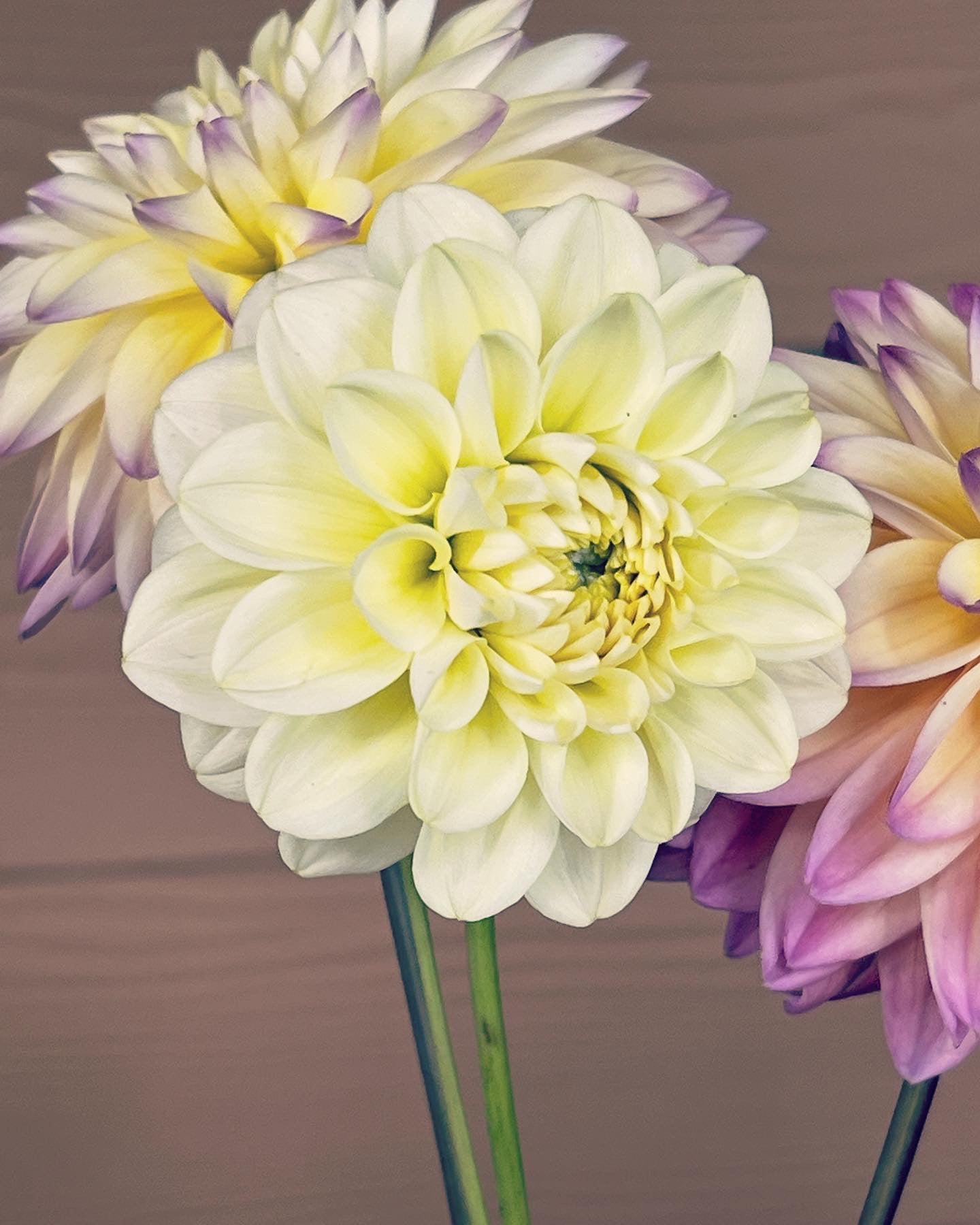 Dahlia 'Caramel Antique' - Fall Shipped