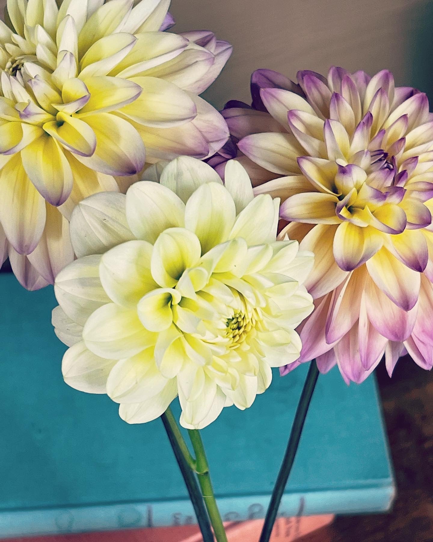 Caramel Antique Dahlia