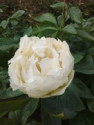 Peony Brother Chuck