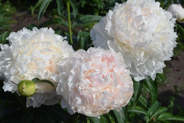 Peony Brother Chuck