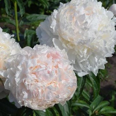 Brother Chuck Peony - Lactiflora 3-5 eyes