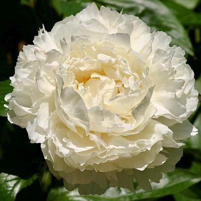 Peony Bowl of Cream
