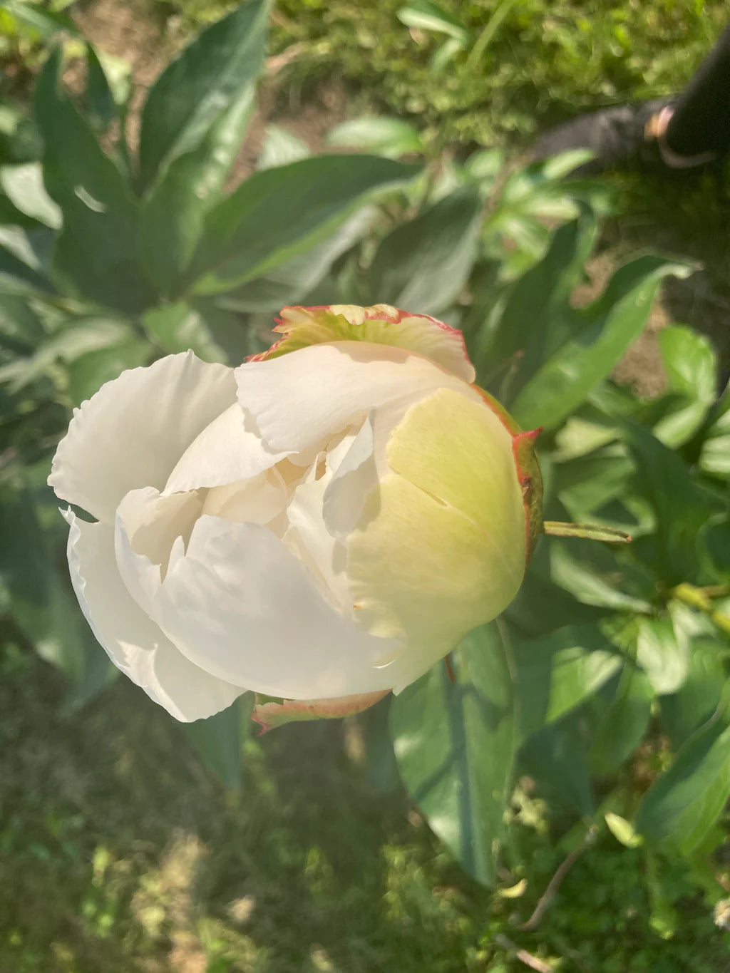Peony Bowl of Cream