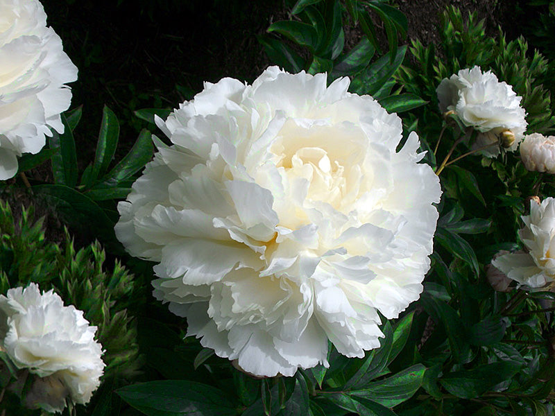 Peony Bowl of Cream